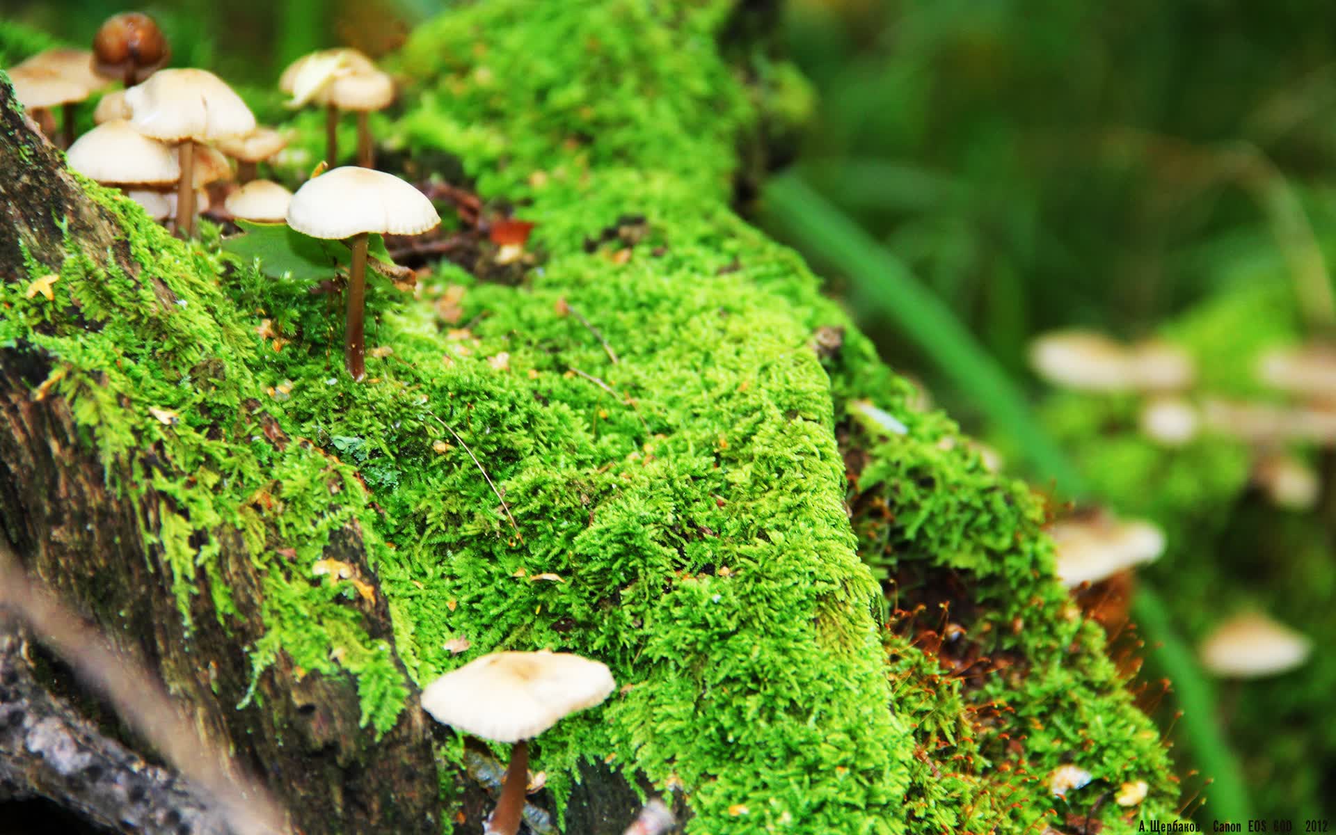 世界明星室内五人制足球慈善赛：退役巨星联袂现役球员小场秀技术