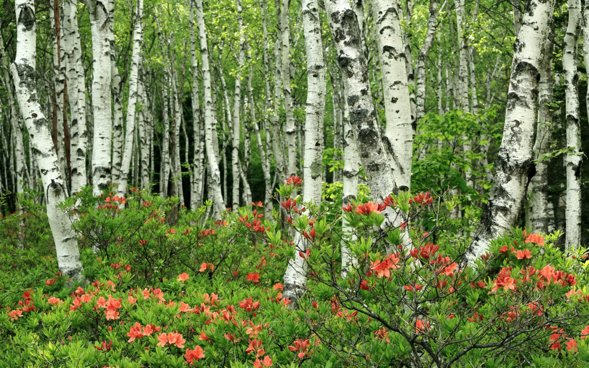 世界登山青年导师国际交流项目第10批回访成果汇编上线，国际登山联盟